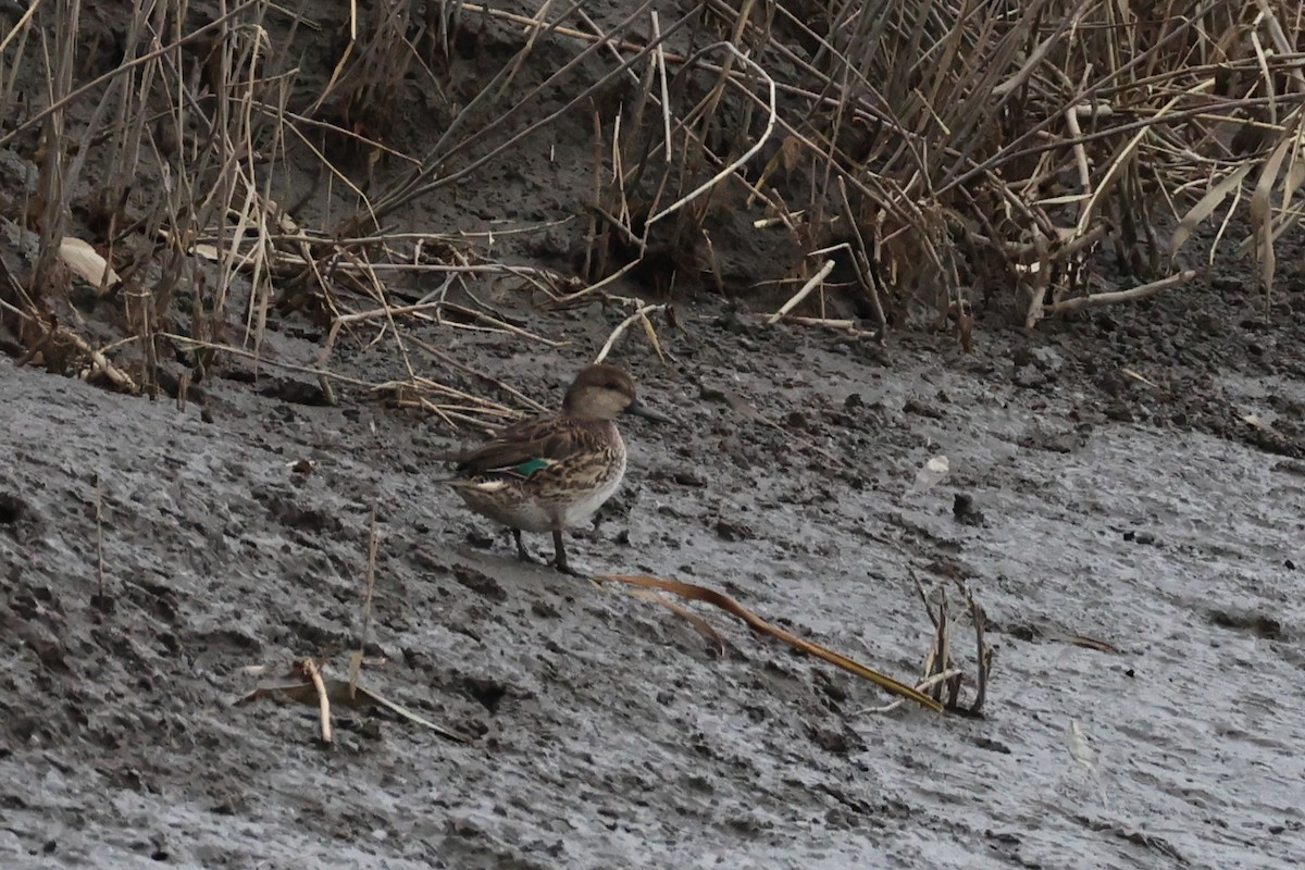 Green-winged Teal - ML646632365