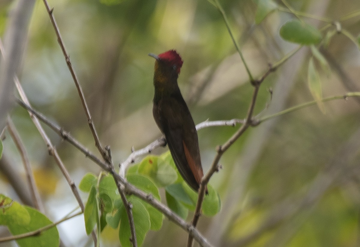 Ruby-topaz Hummingbird - ML646632376