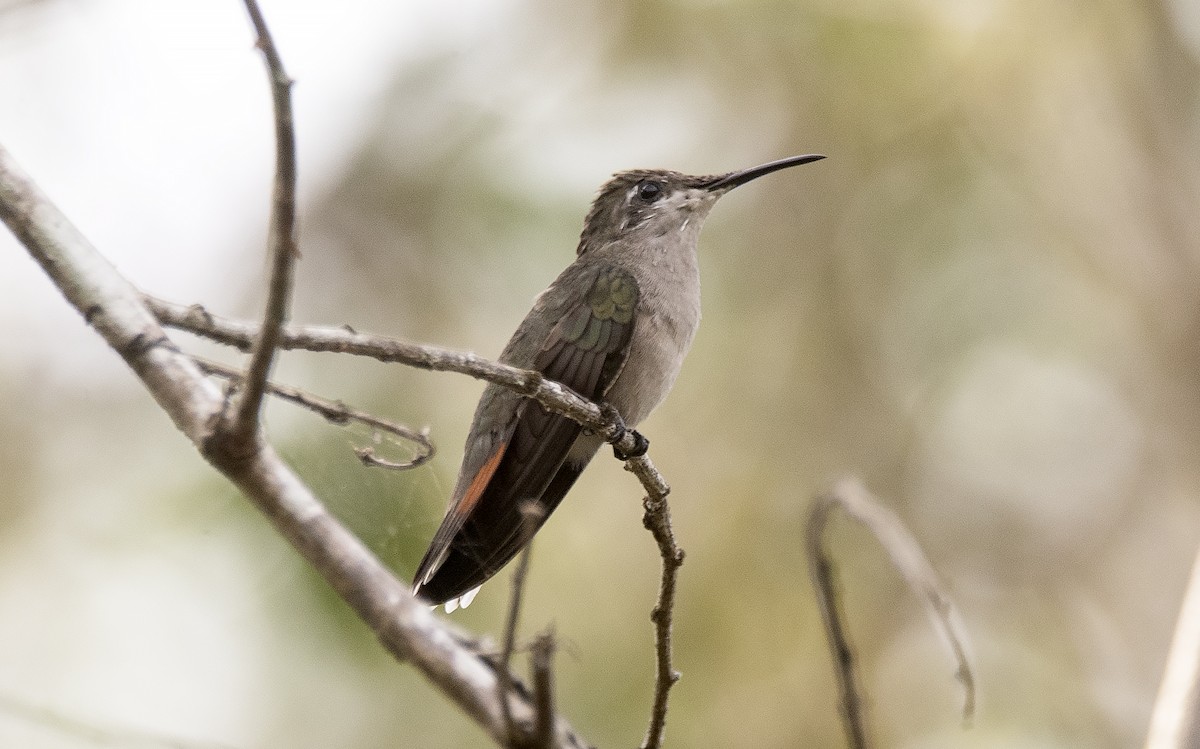 Ruby-topaz Hummingbird - ML646632377