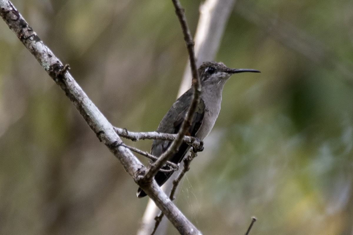 Ruby-topaz Hummingbird - ML646632378