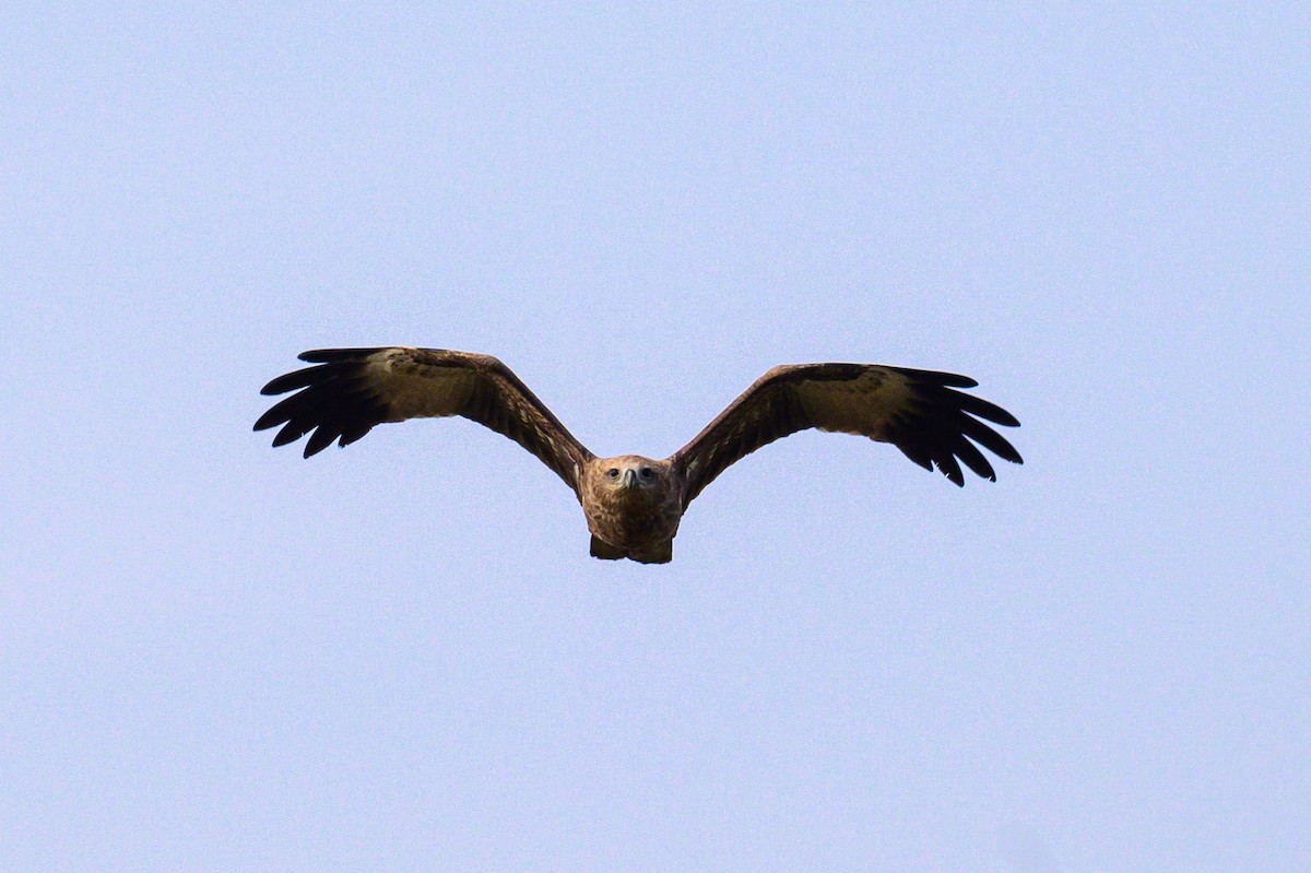 Brahmanenmilan - ML646632380