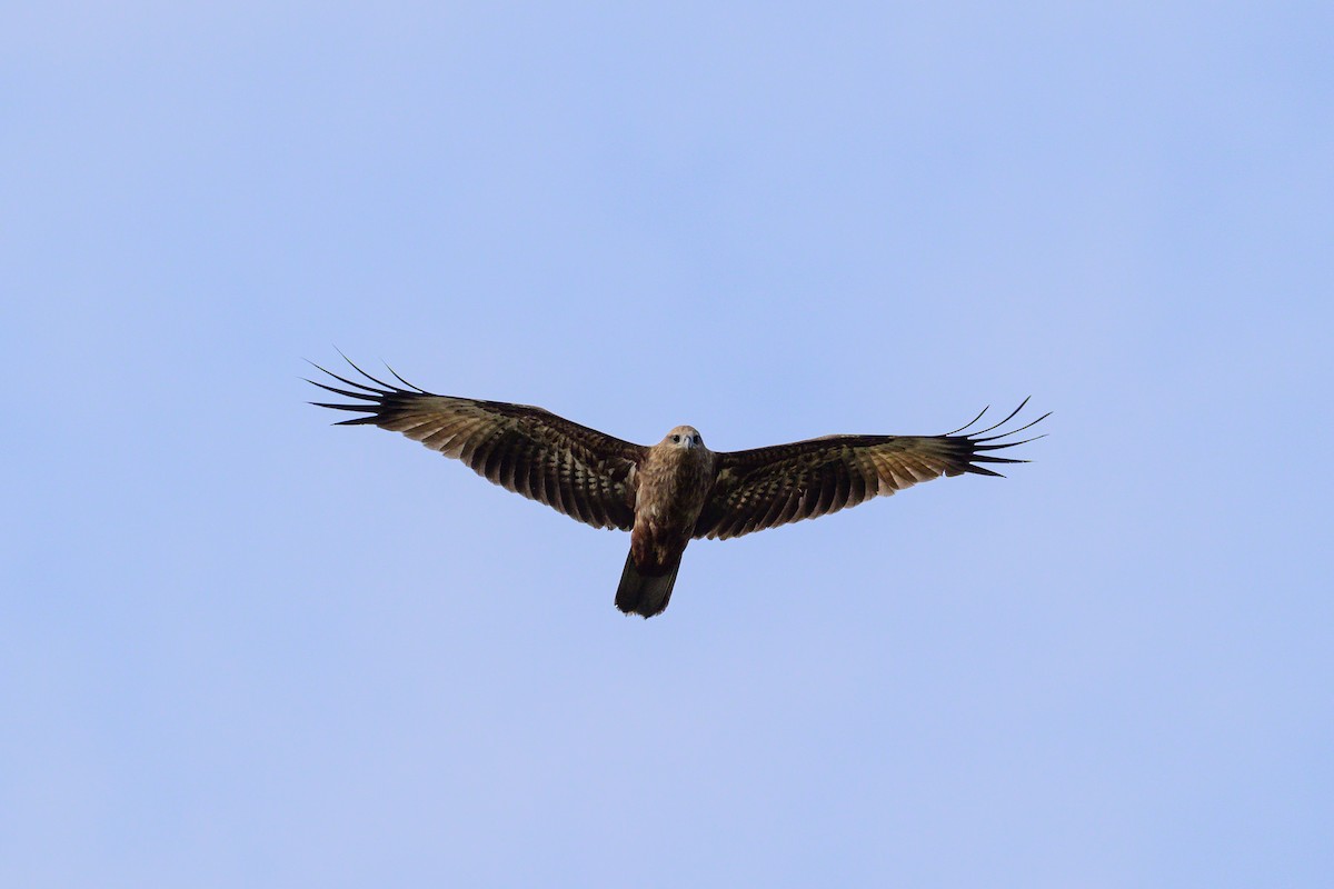 Brahmanenmilan - ML646632381