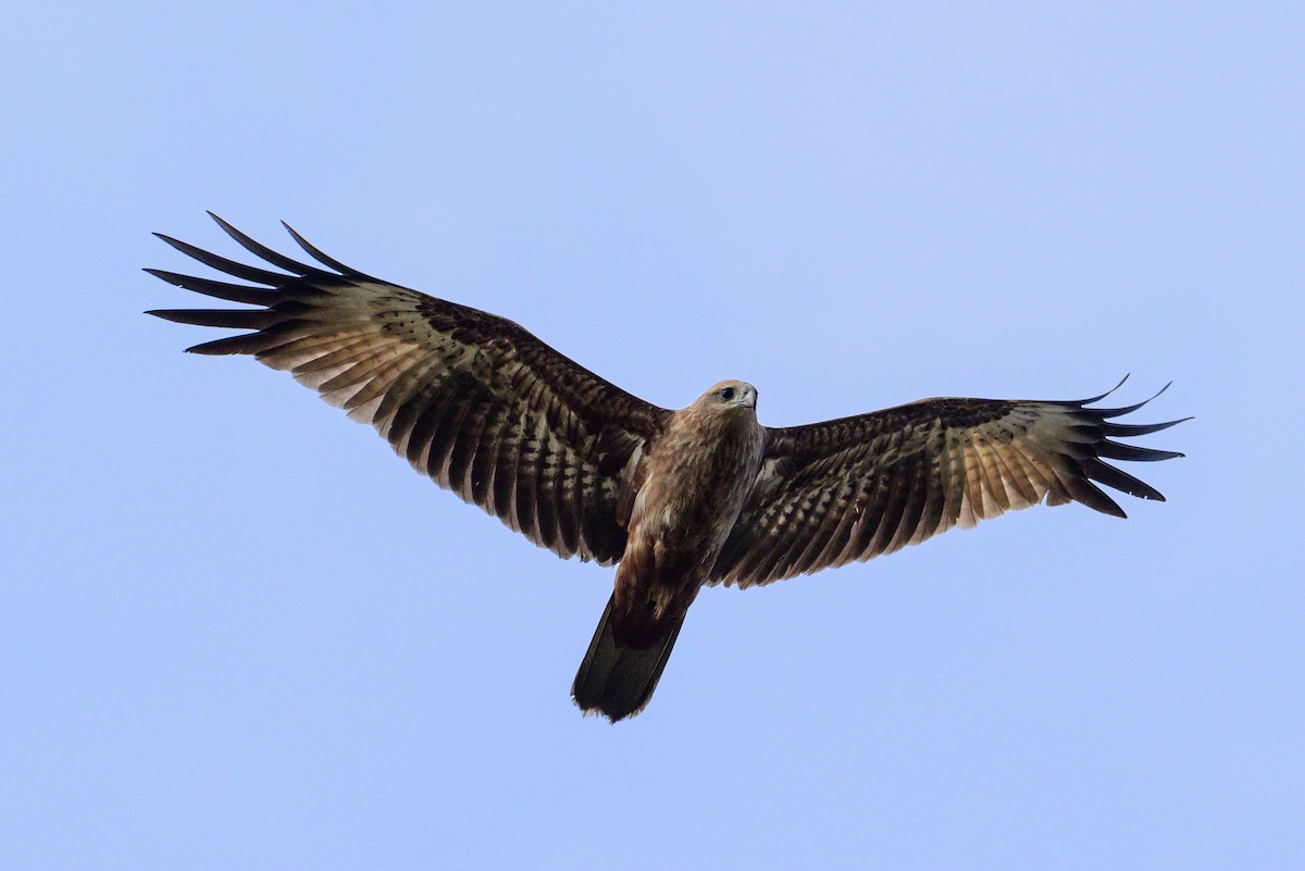 Brahmanenmilan - ML646632383