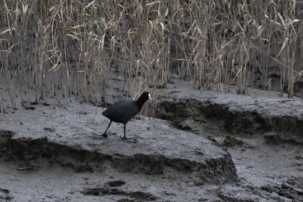 Eurasian Coot - ML646632384
