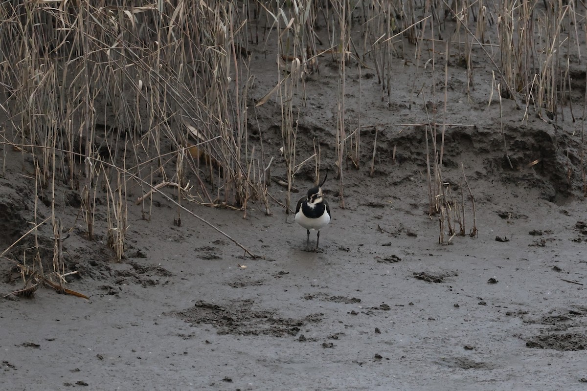 Northern Lapwing - ML646632386