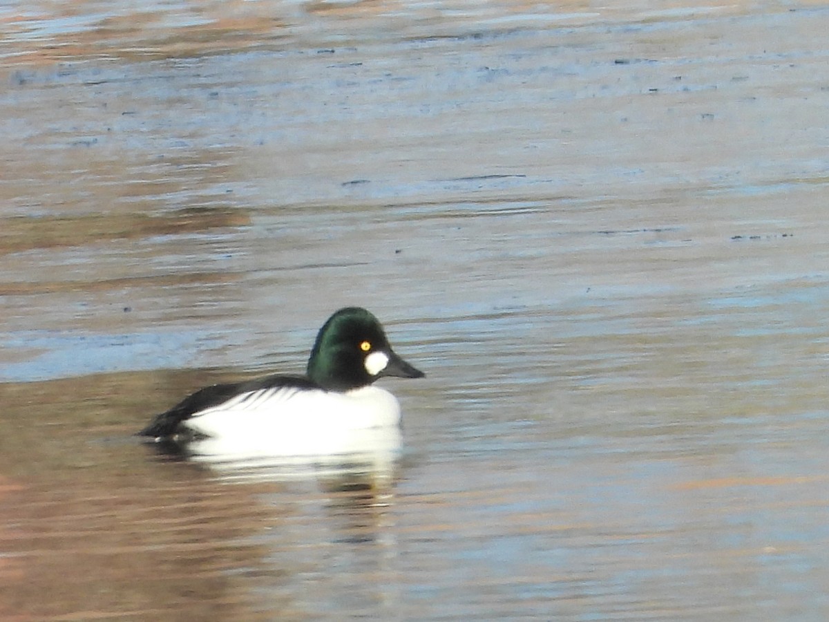 Murgilari urrebegia - ML646632388