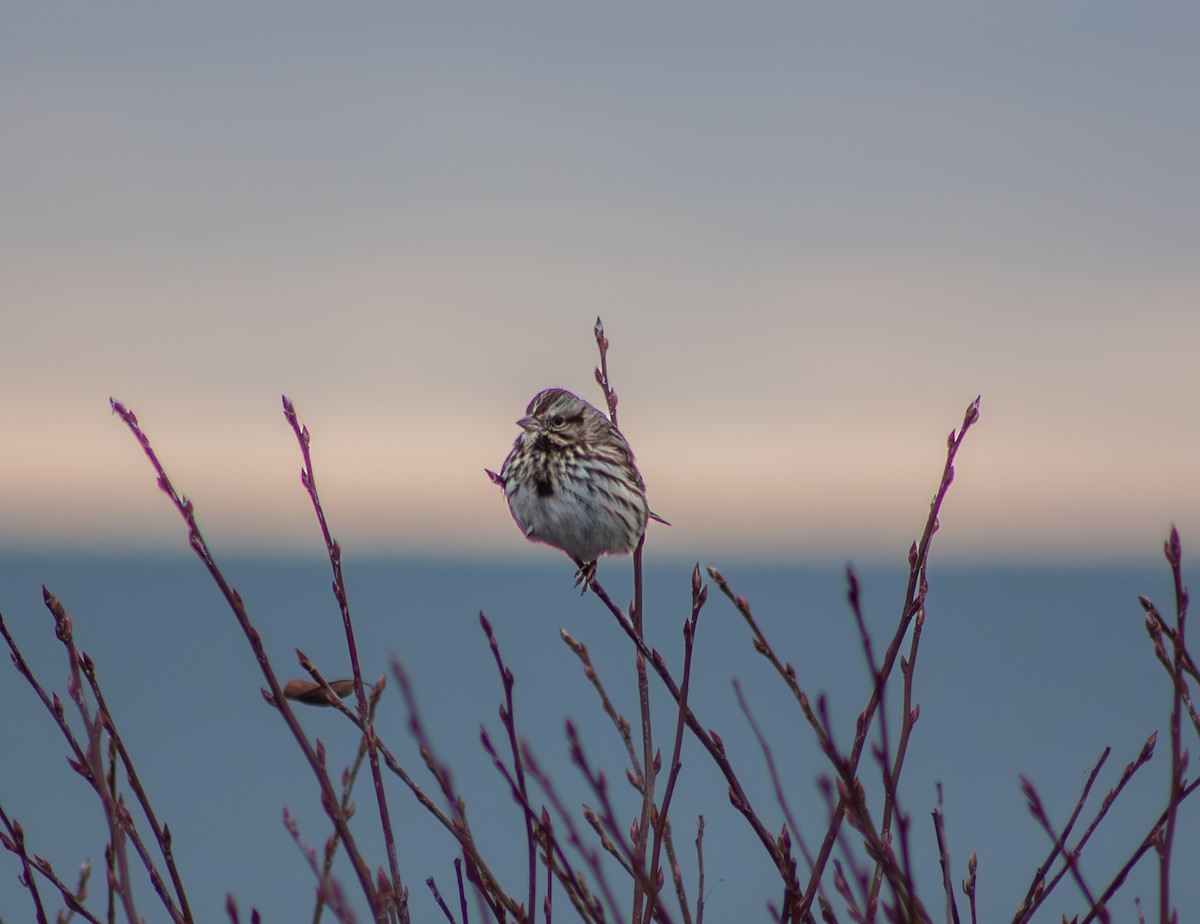 Song Sparrow - ML646632389