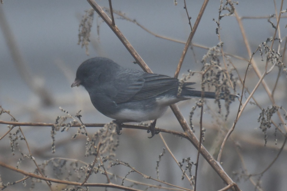 ユキヒメドリ - ML646632390