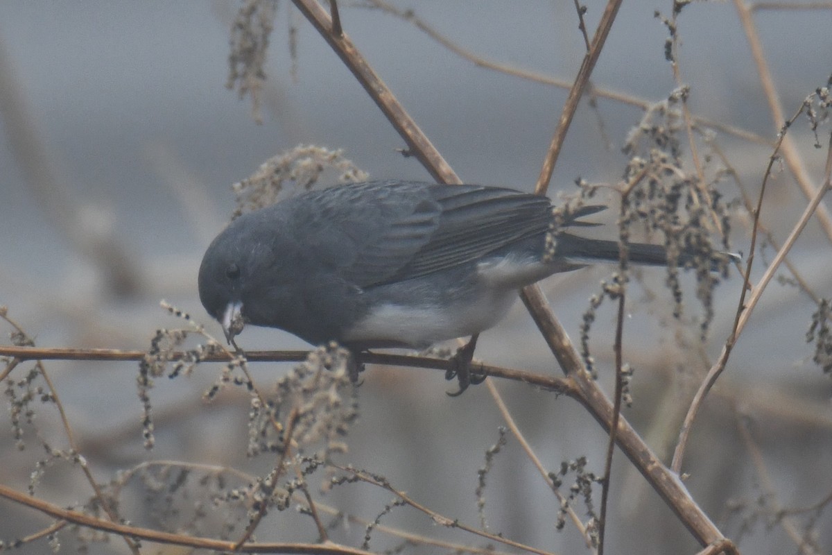 ユキヒメドリ - ML646632391