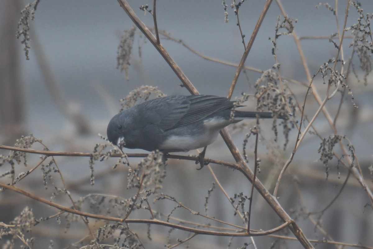 ユキヒメドリ - ML646632392