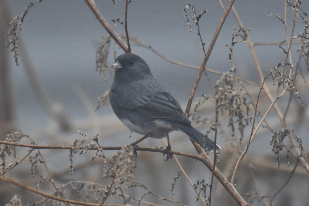 ユキヒメドリ - ML646632393