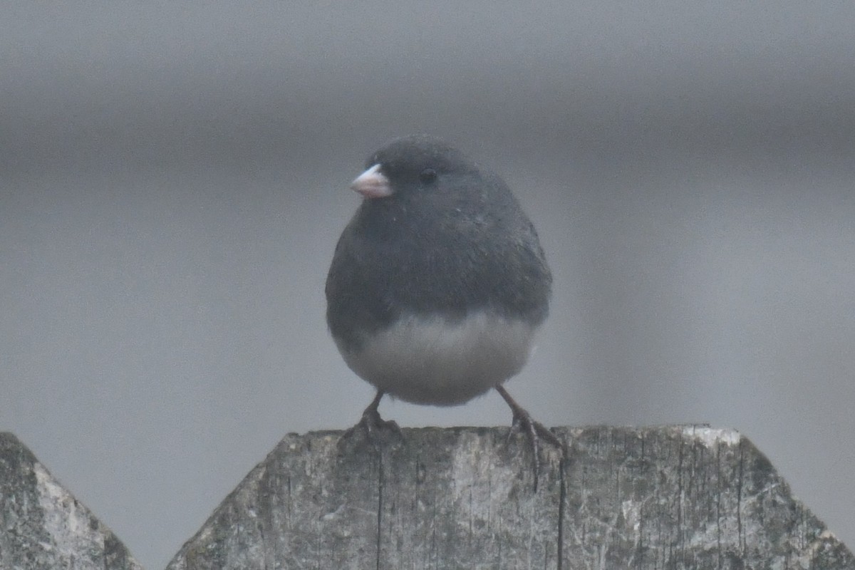 ユキヒメドリ - ML646632394