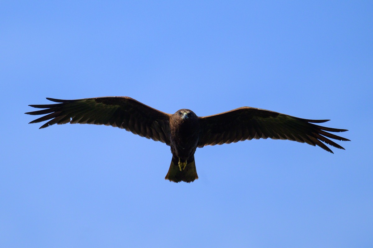 Rohrweihe - ML646632396