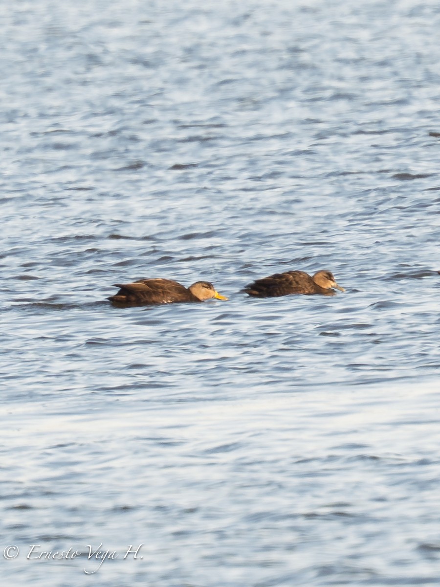 Ahate iluna - ML646632399