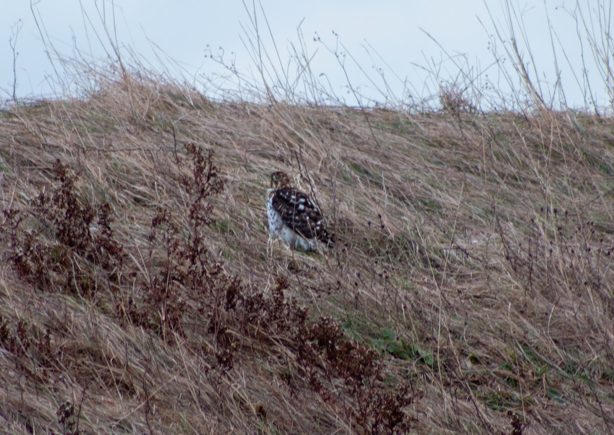Cooper's Hawk - ML646632400