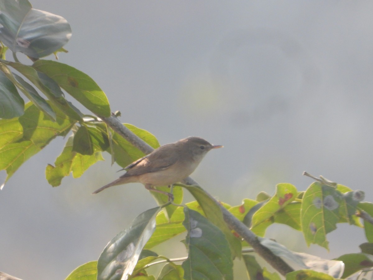 Küçük Mukallit - ML646632410