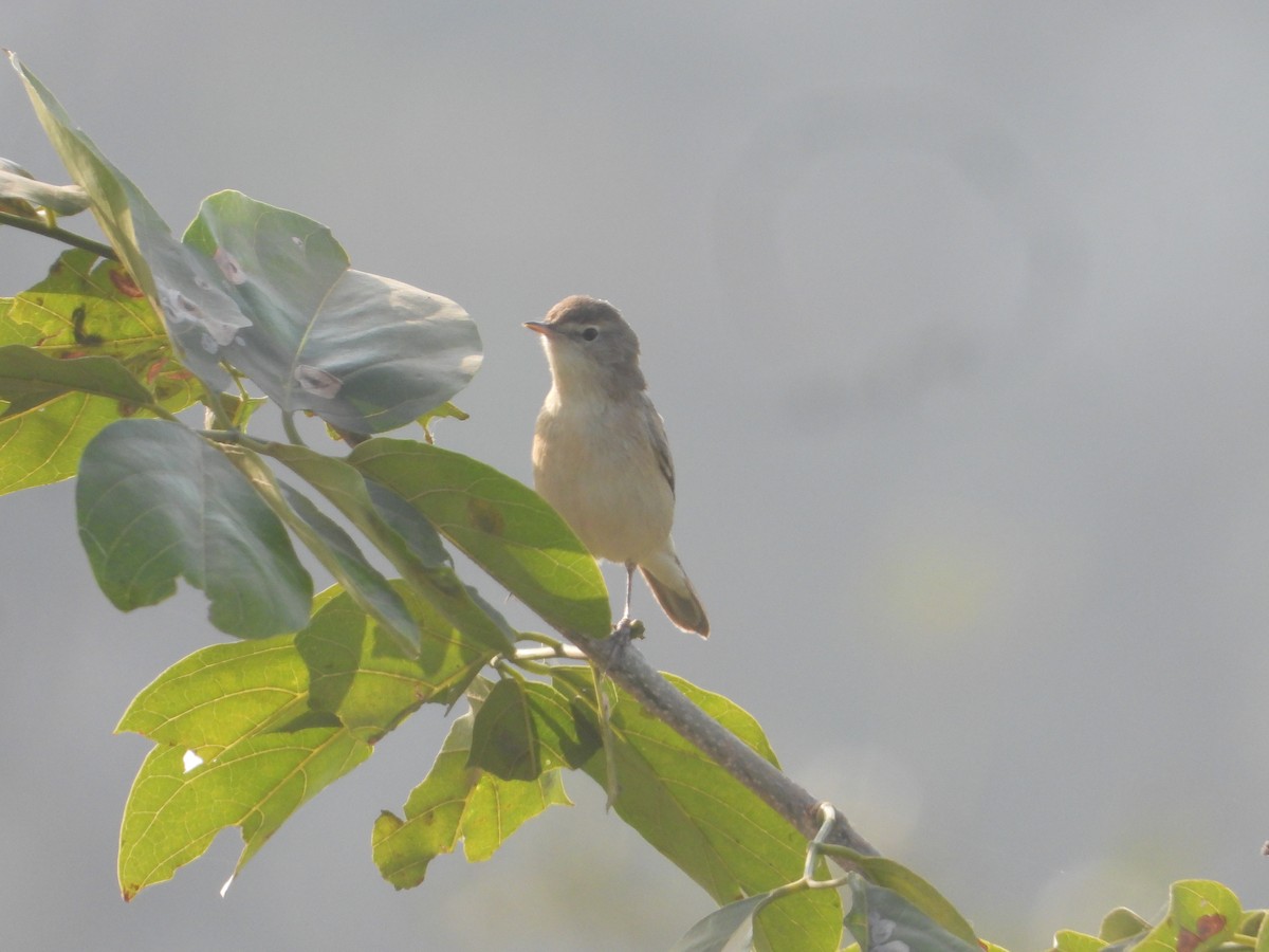 Küçük Mukallit - ML646632412