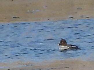 Murgilari urrebegia - ML646632413