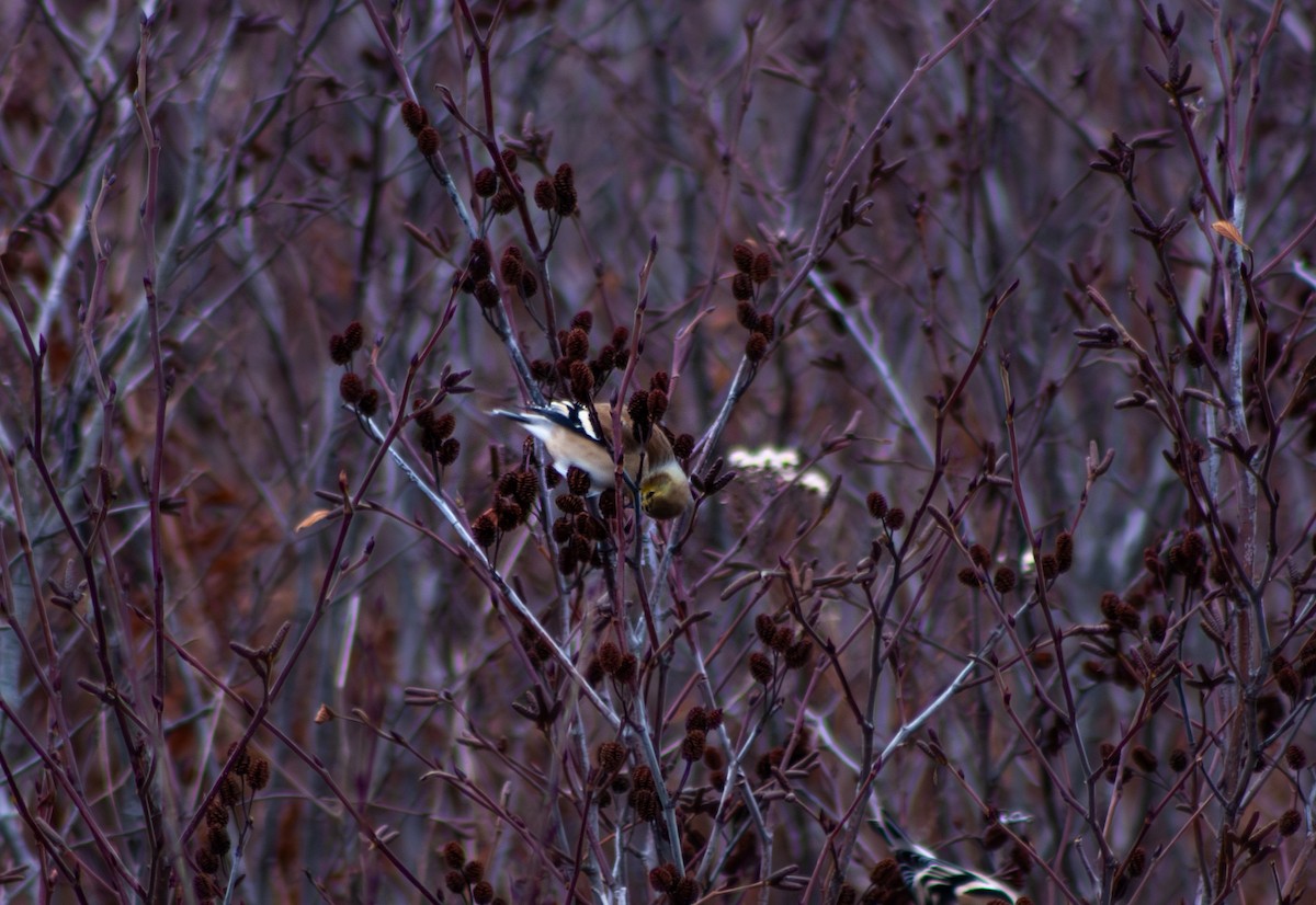 American Goldfinch - ML646632414