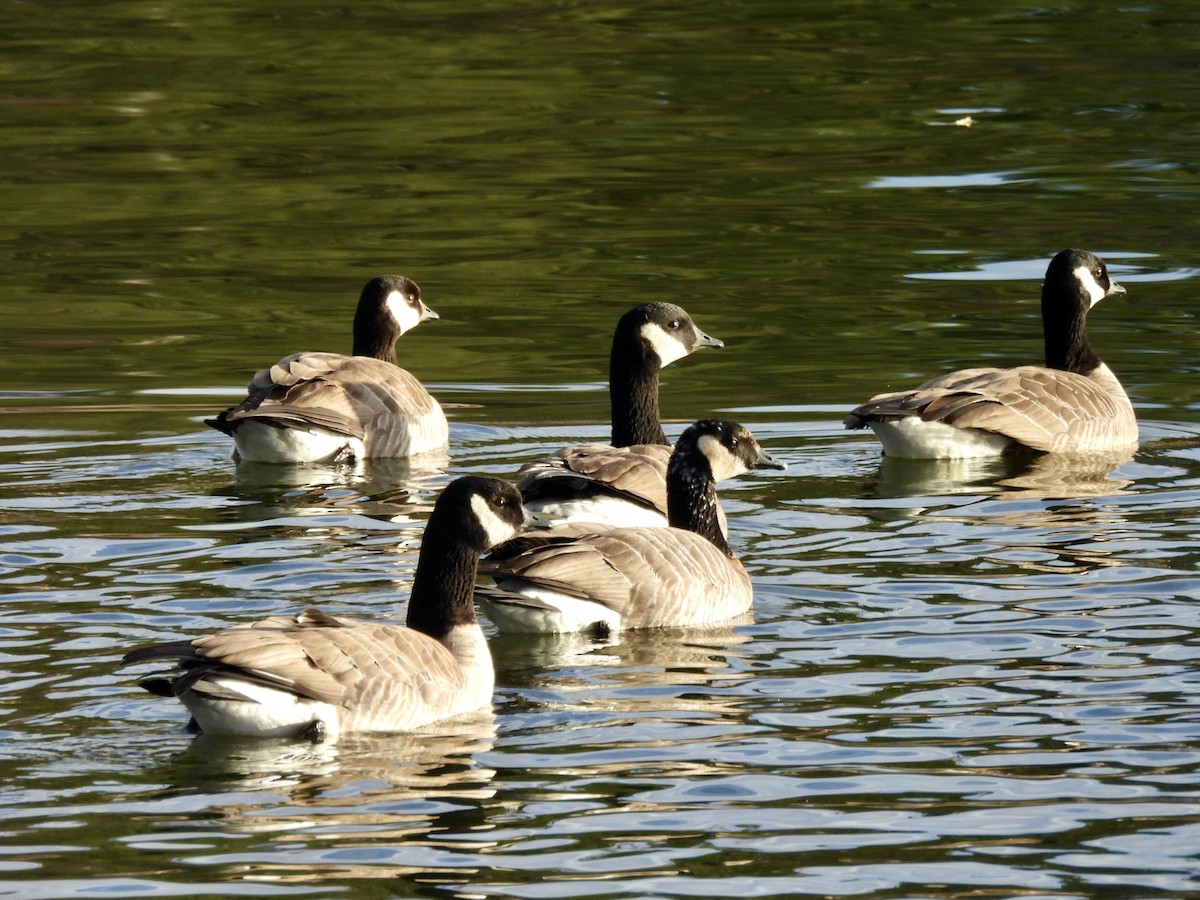 Oca canadese minore - ML646632415