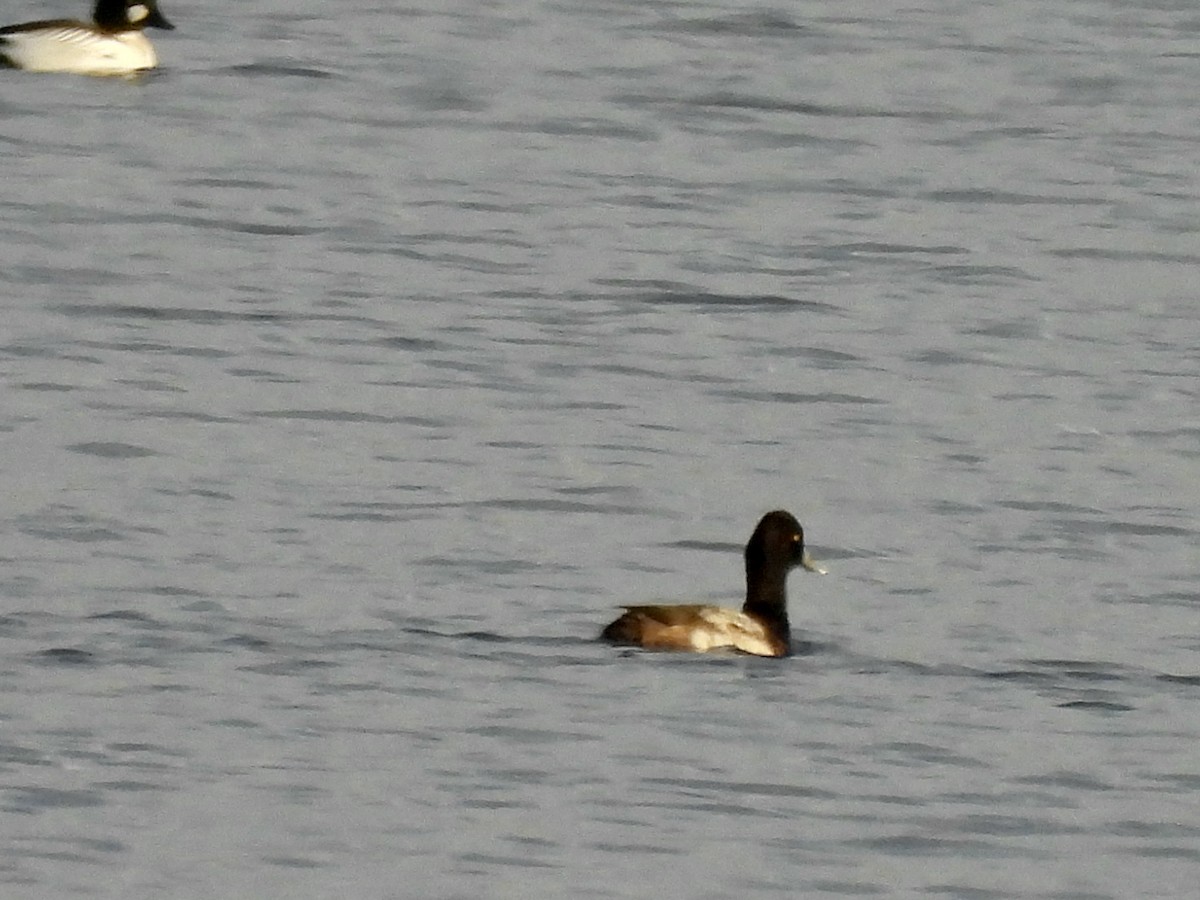 Lesser Scaup - ML646632417