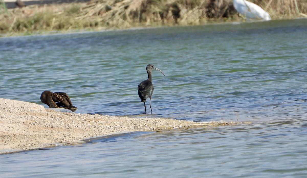 ブロンズトキ - ML646632418