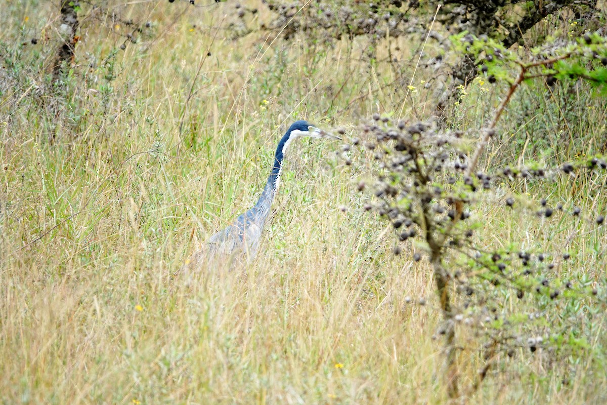 אנפה שחורת-ראש - ML646632419