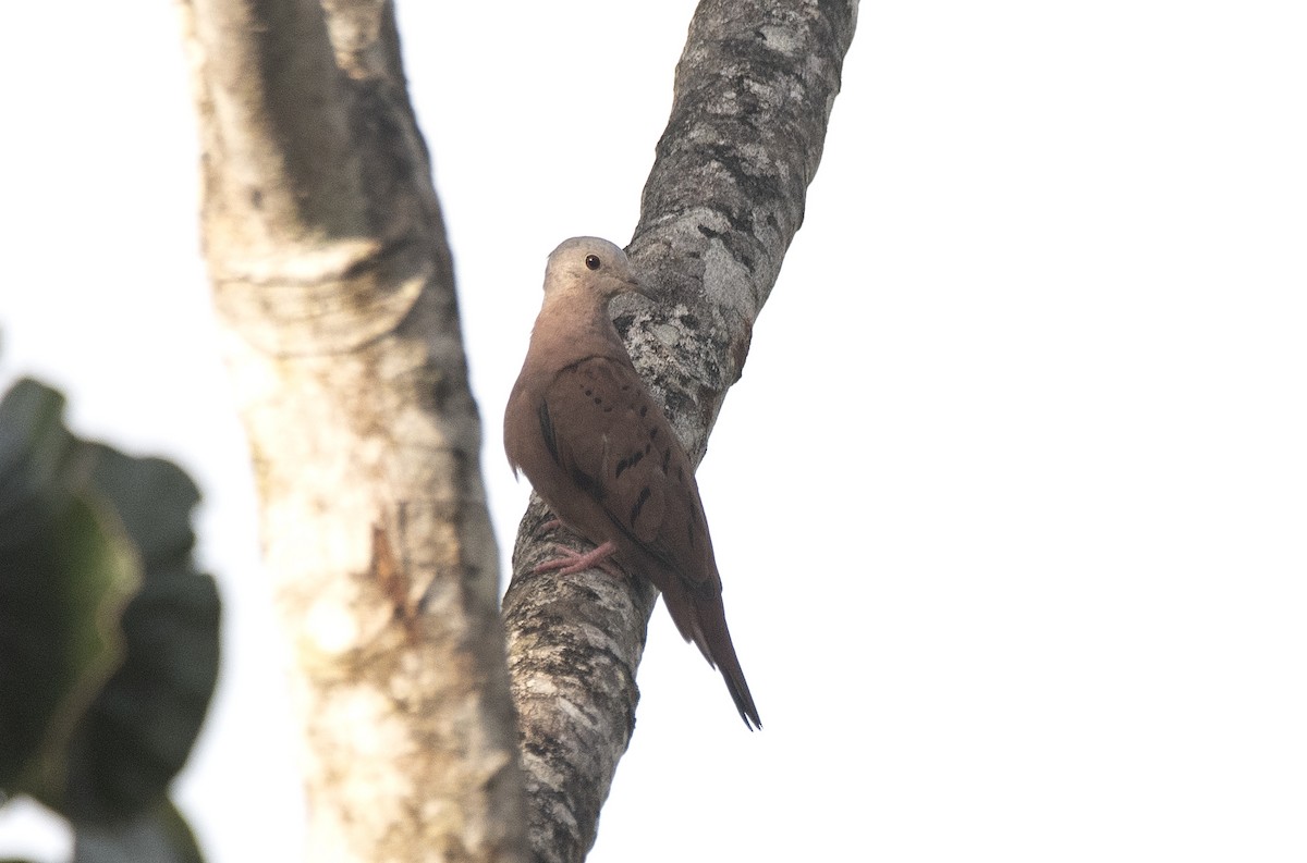 Ruddy Ground Dove - ML646632420