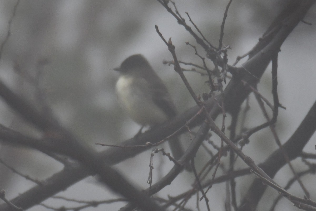 Eastern Phoebe - ML646632421
