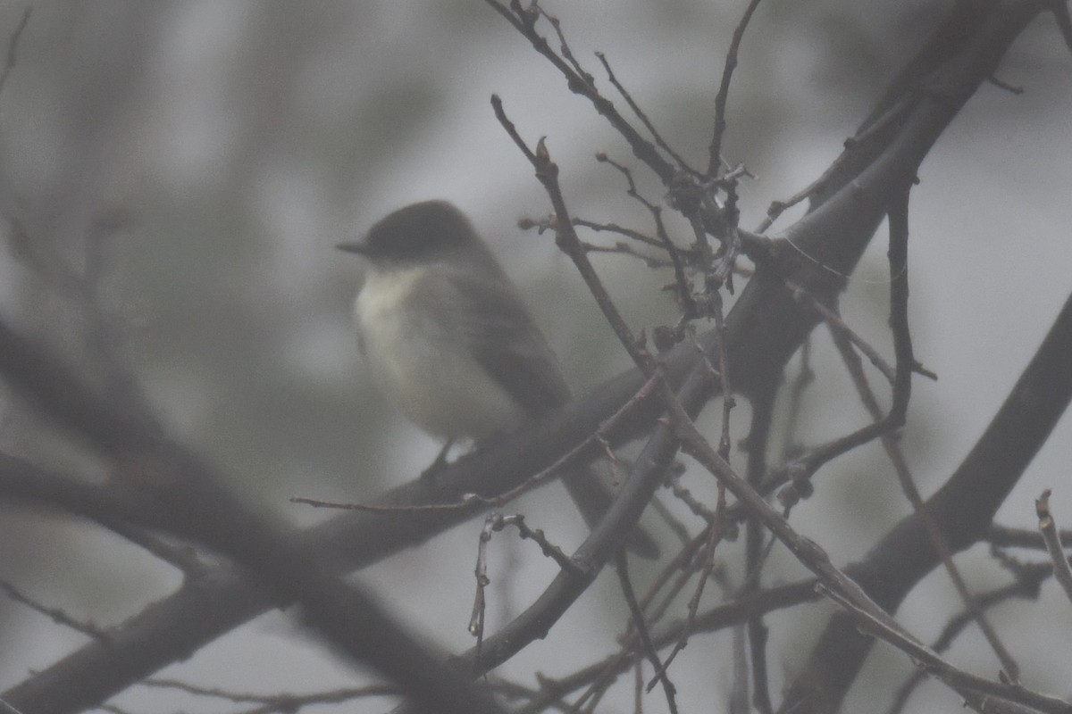 Eastern Phoebe - ML646632422