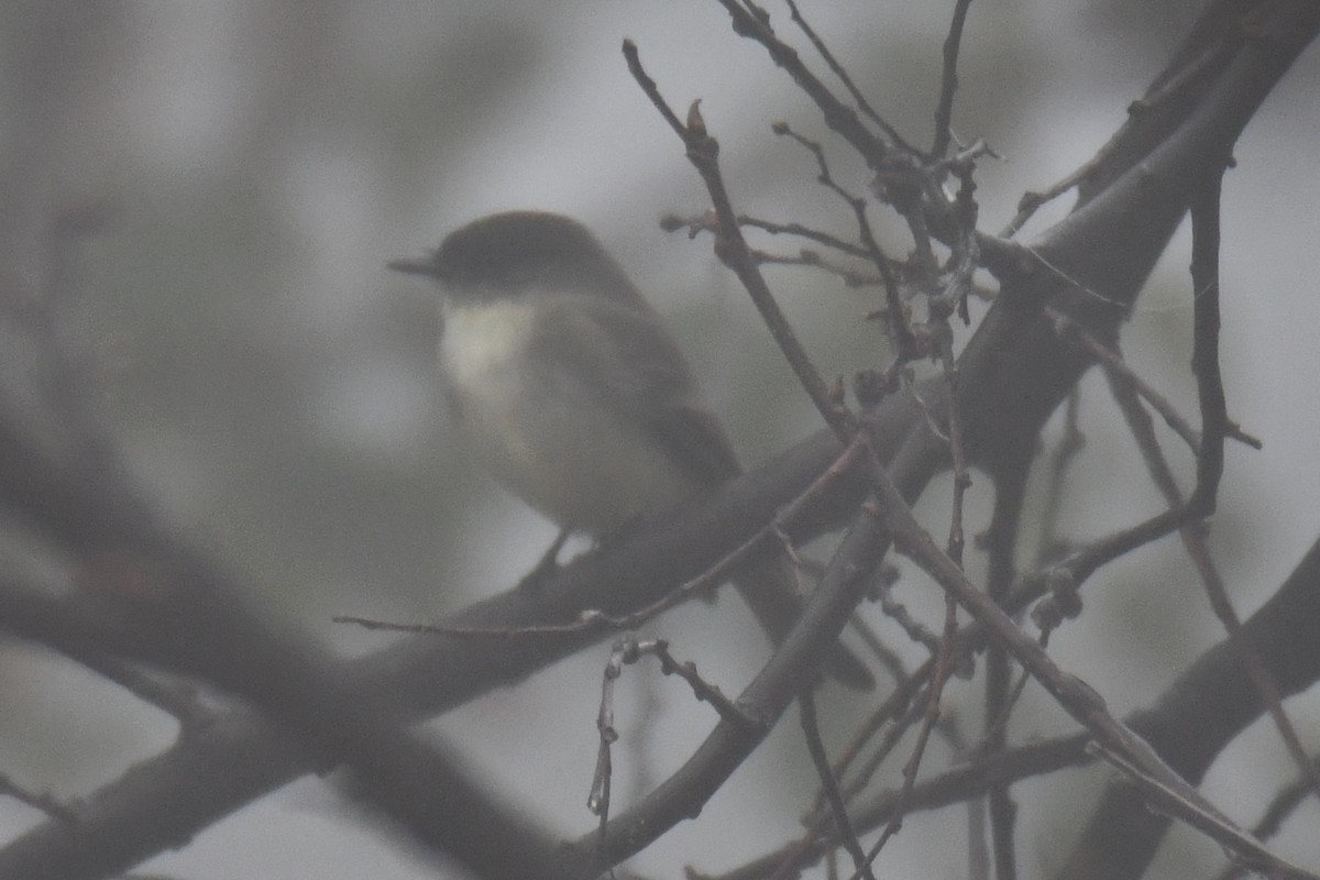 Eastern Phoebe - ML646632423
