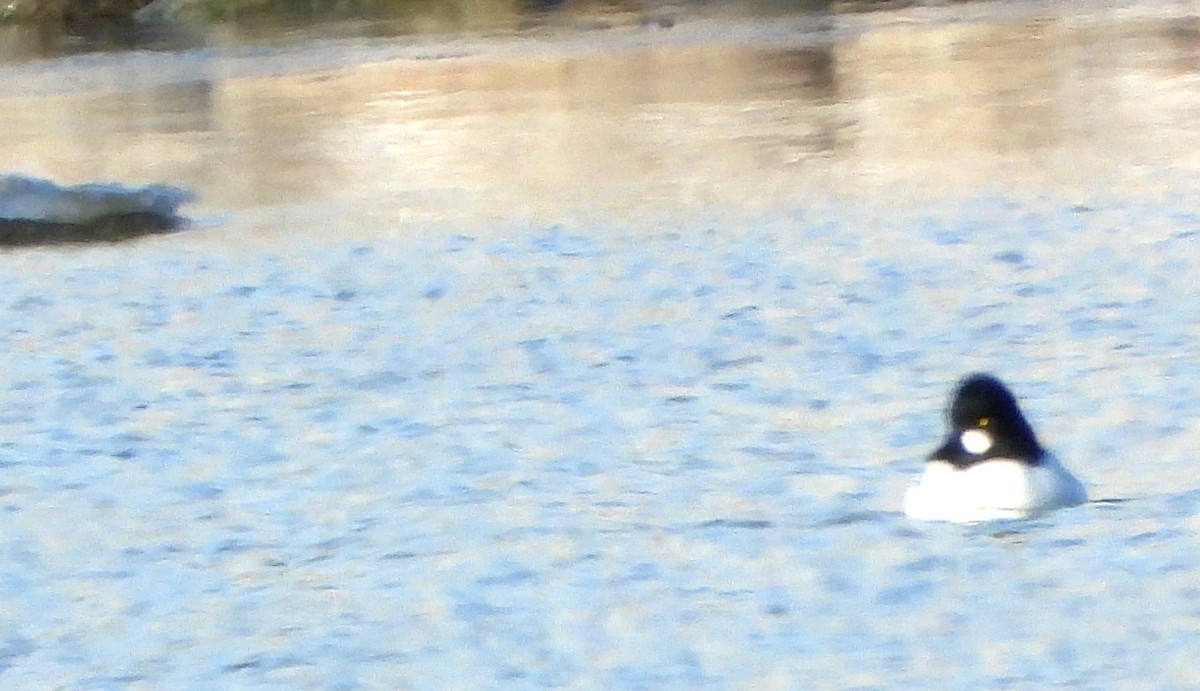 Murgilari urrebegia - ML646632424