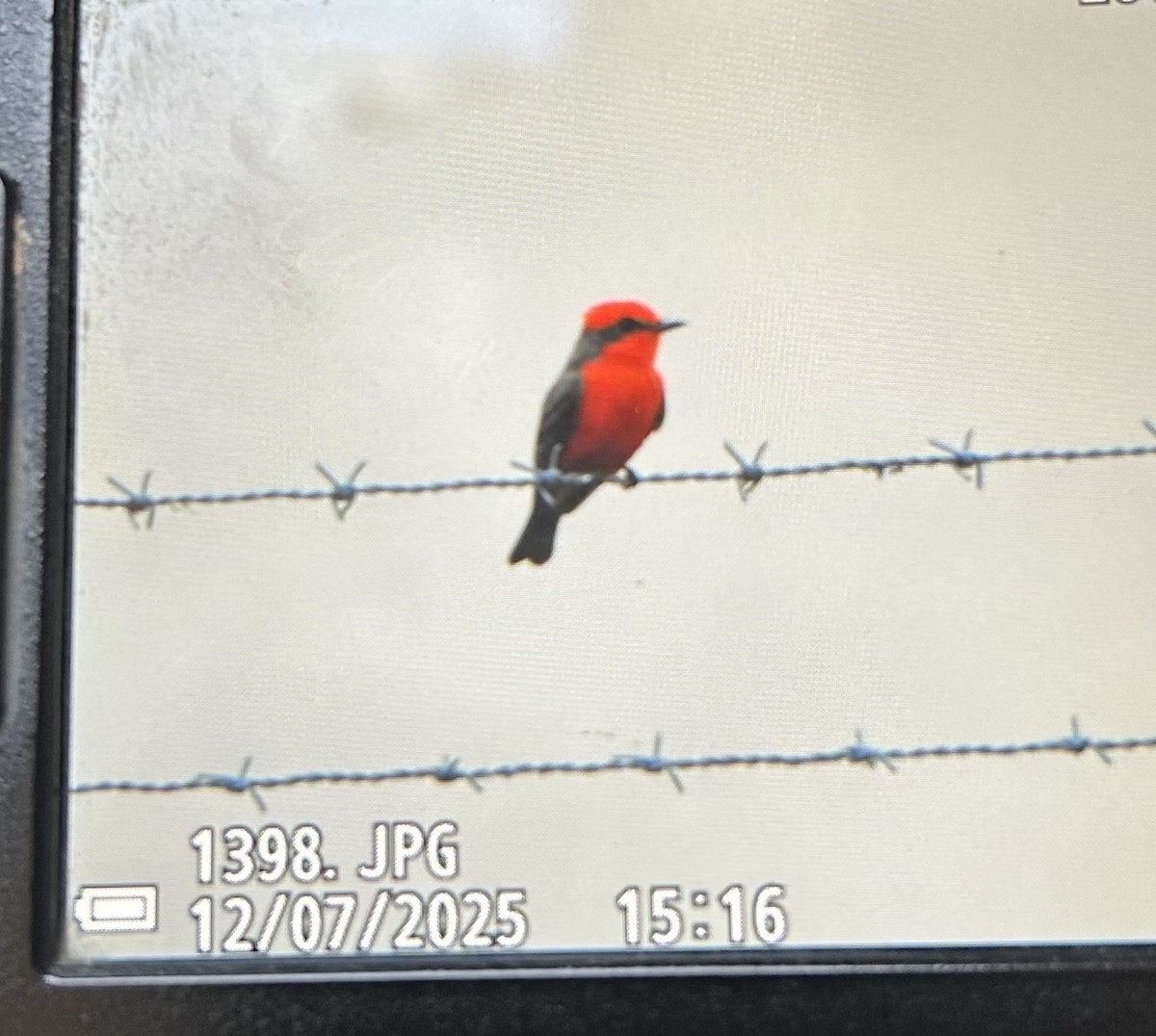 Vermilion Flycatcher - ML646632425