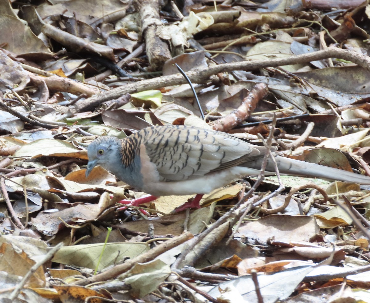 Bar-shouldered Dove - ML646632427