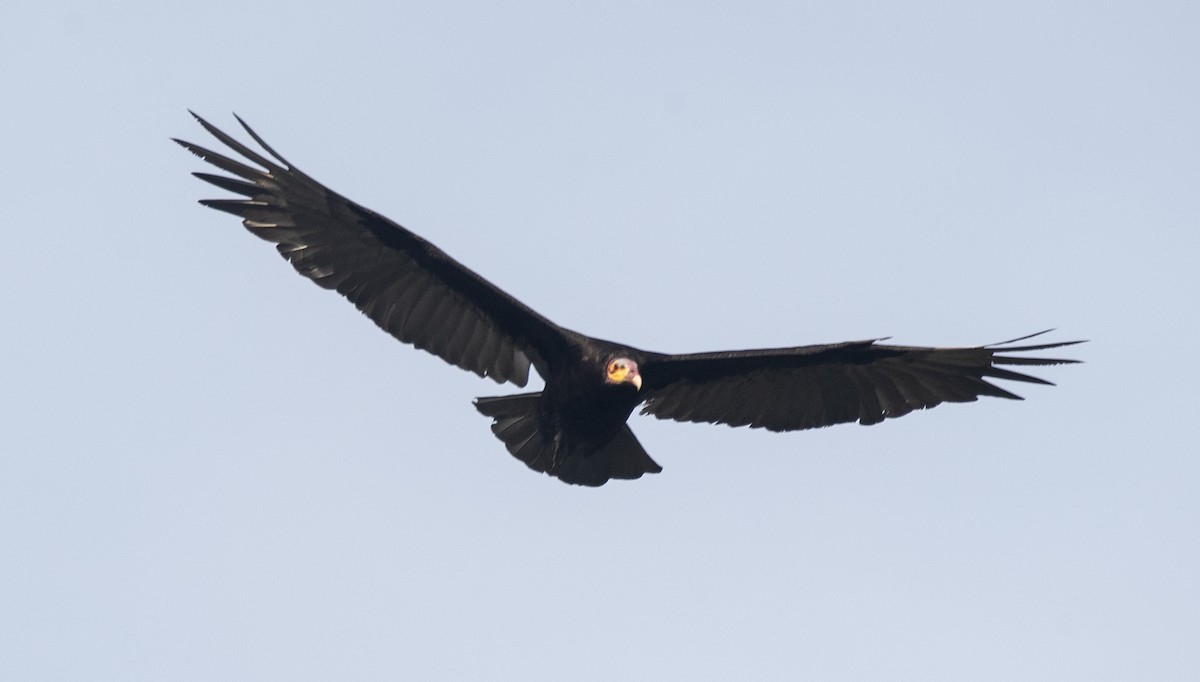 Lesser Yellow-headed Vulture - ML646632428