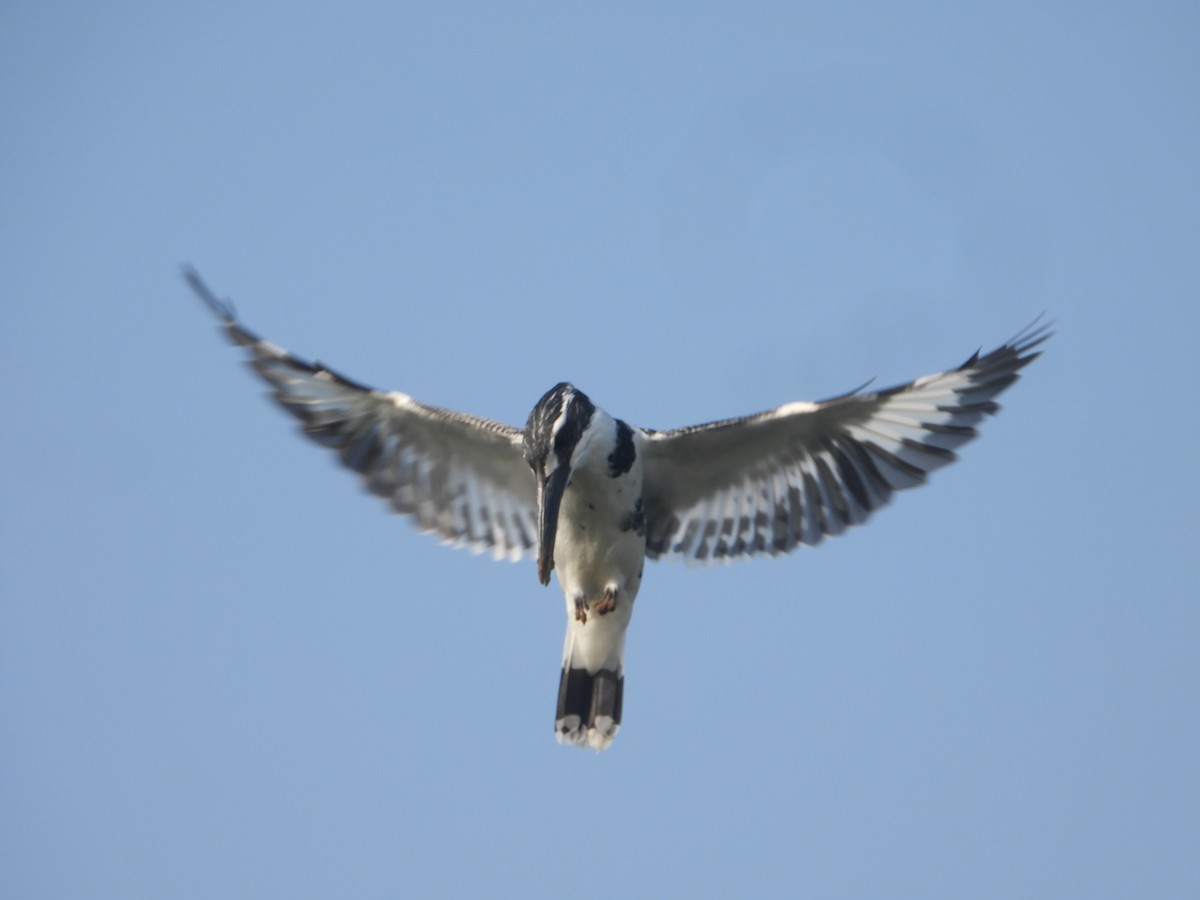 Alaca Yalıçapkını - ML646632429