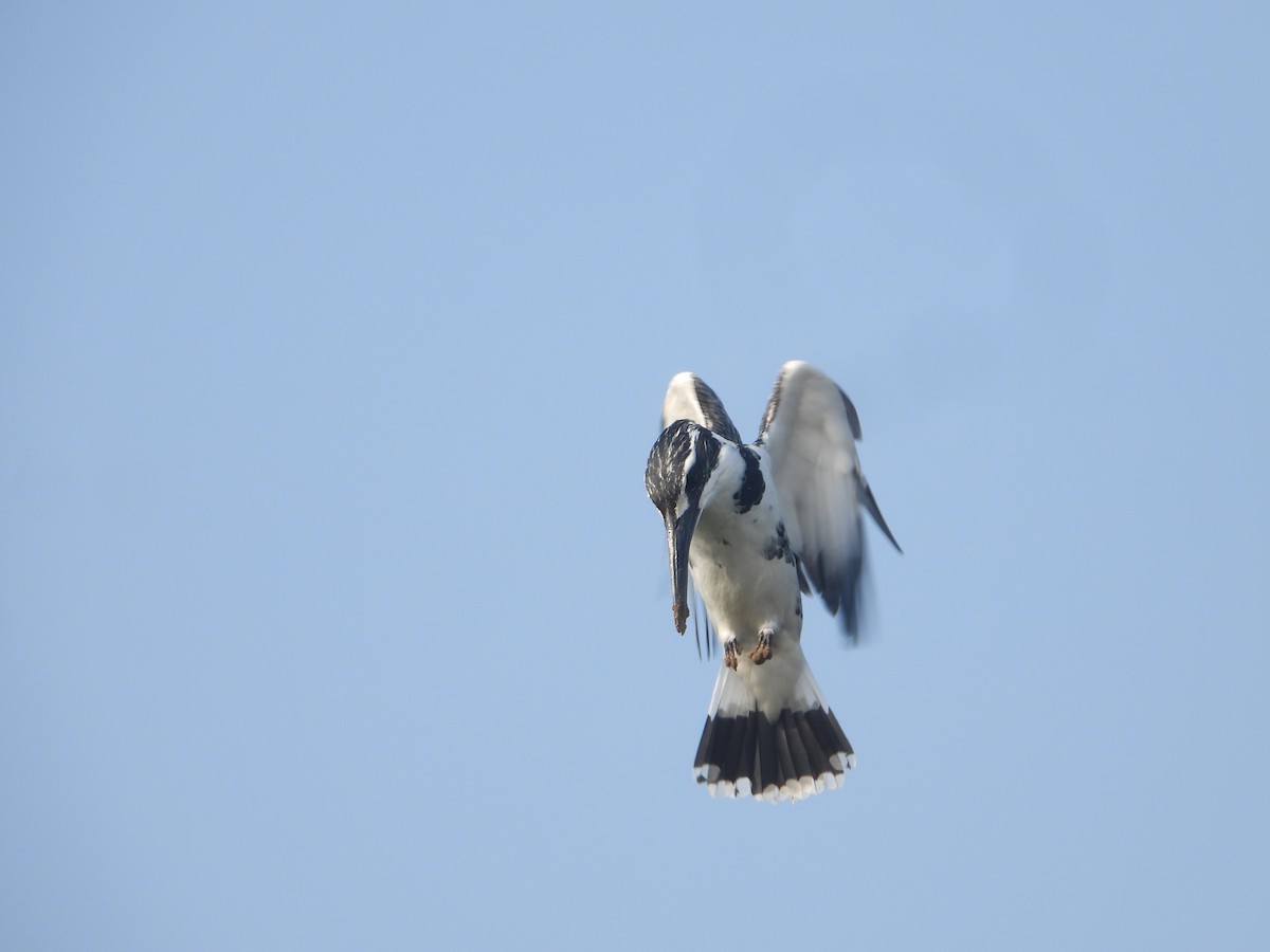 Alaca Yalıçapkını - ML646632430