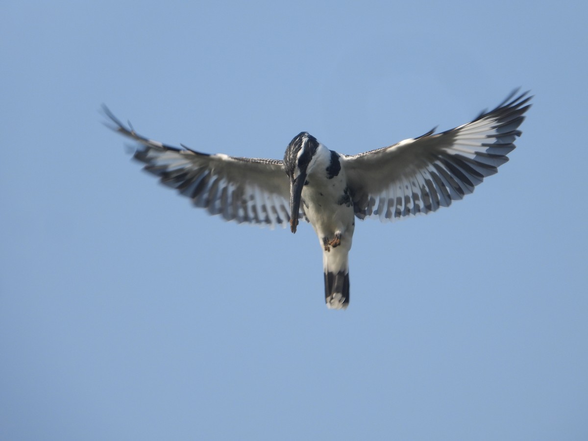 Alaca Yalıçapkını - ML646632431