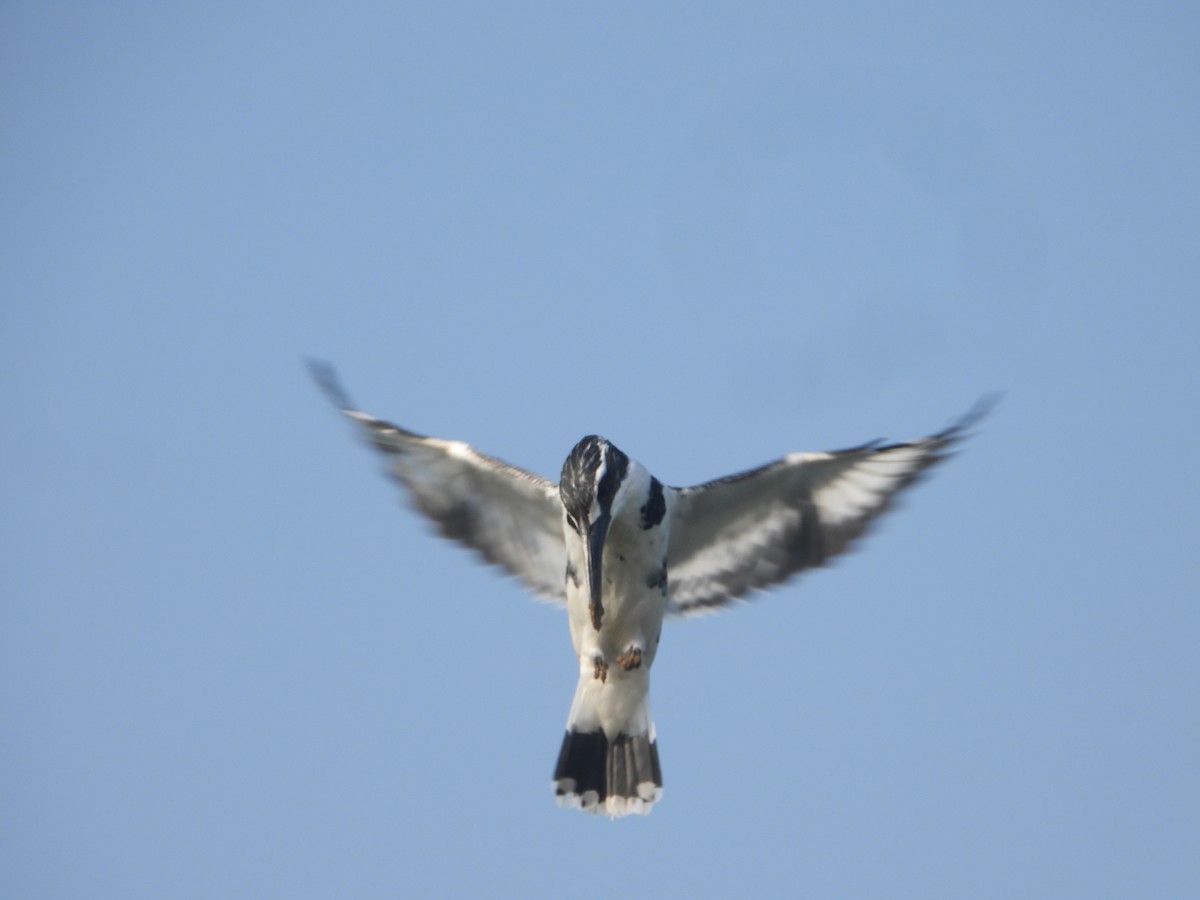 Alaca Yalıçapkını - ML646632432