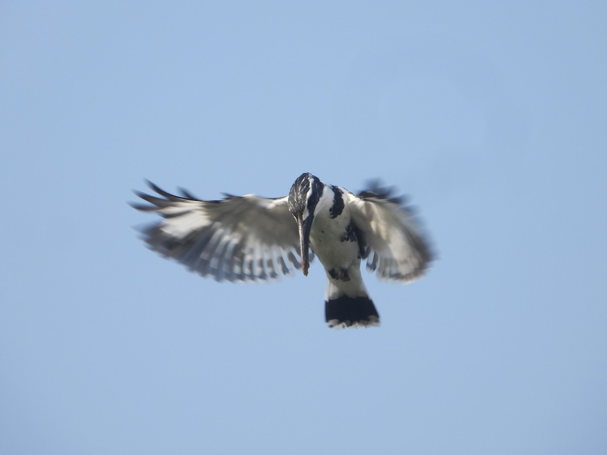 Alaca Yalıçapkını - ML646632433