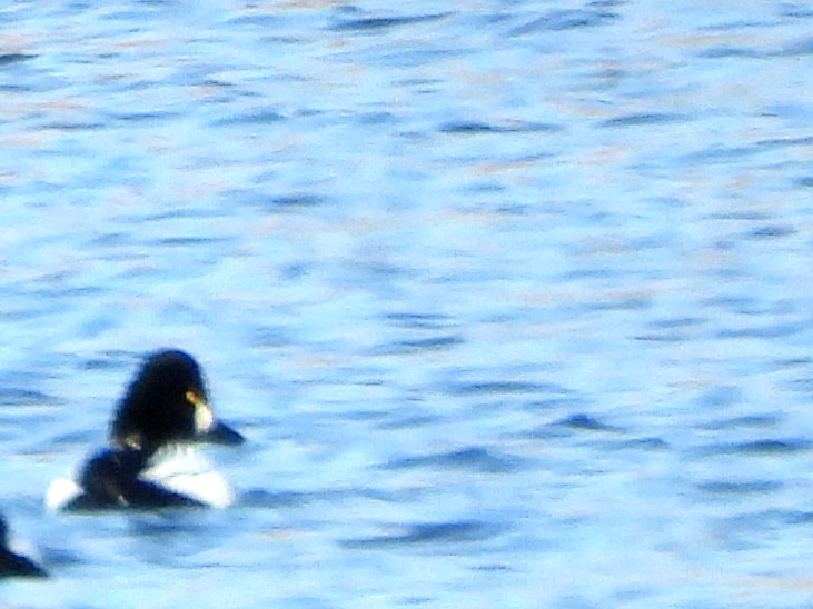 Murgilari urrebegia - ML646632435