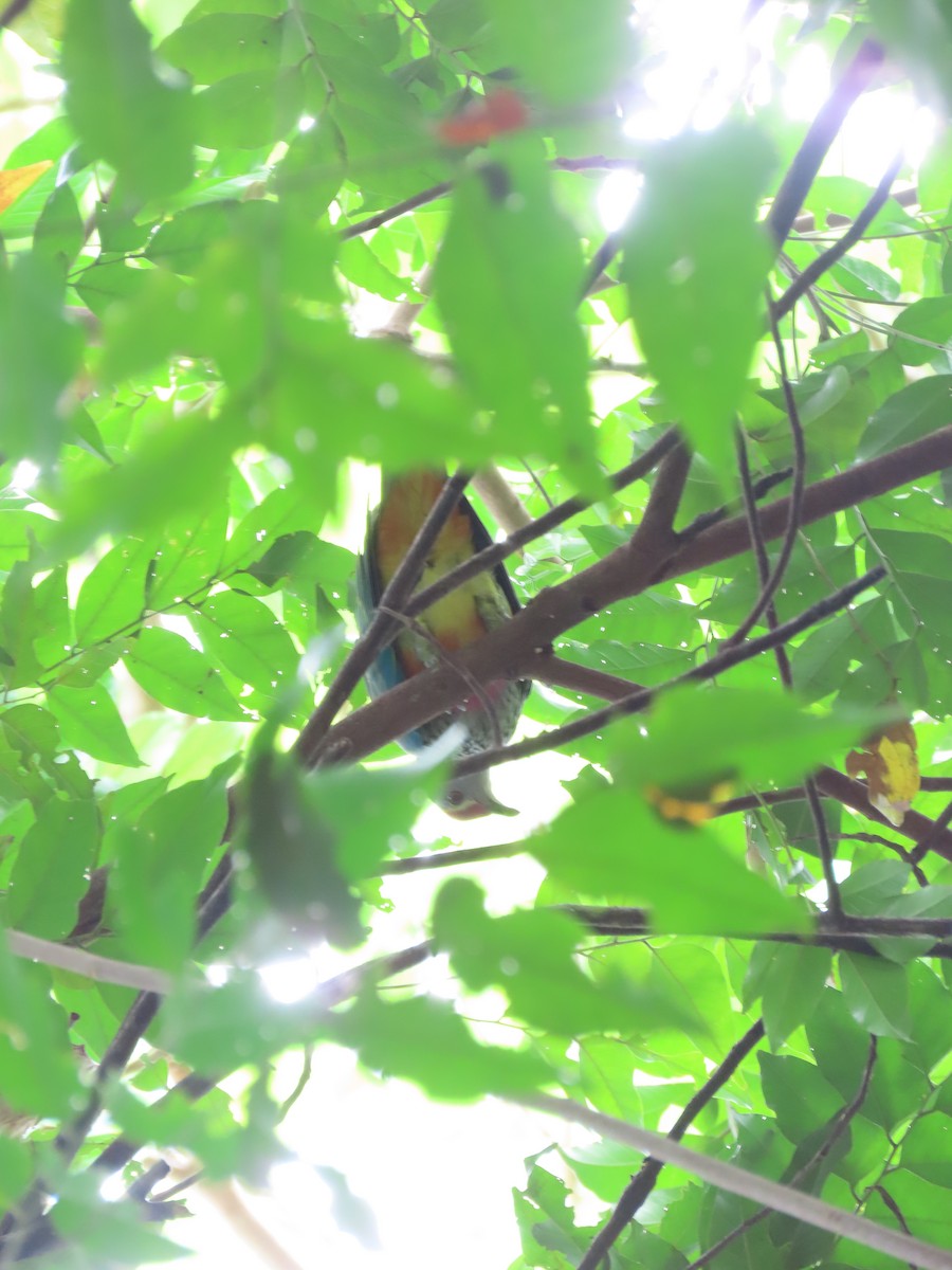 Rose-crowned Fruit-Dove - ML646632436