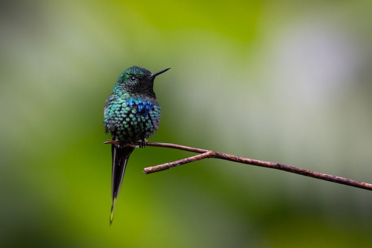 Green Thorntail - ML646632437