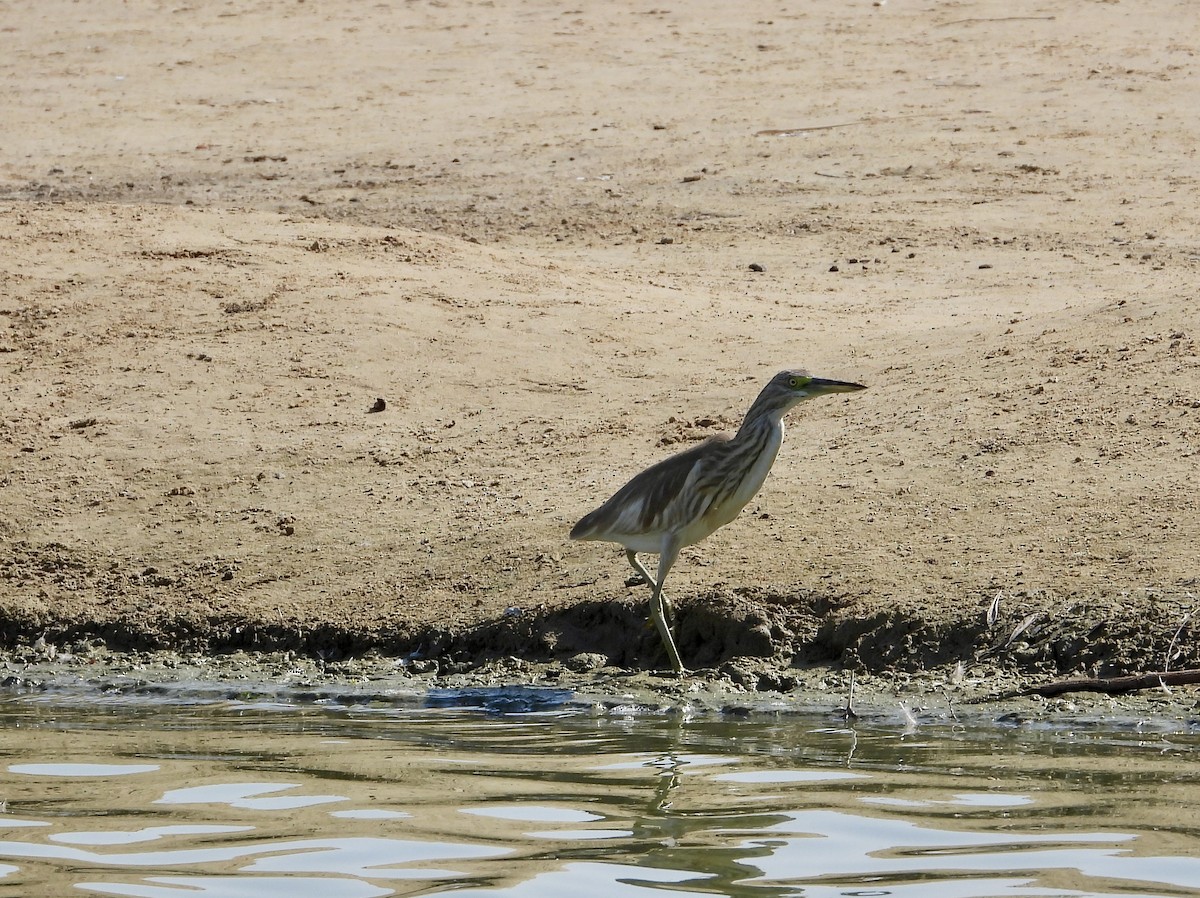 カンムリサギ - ML646632438
