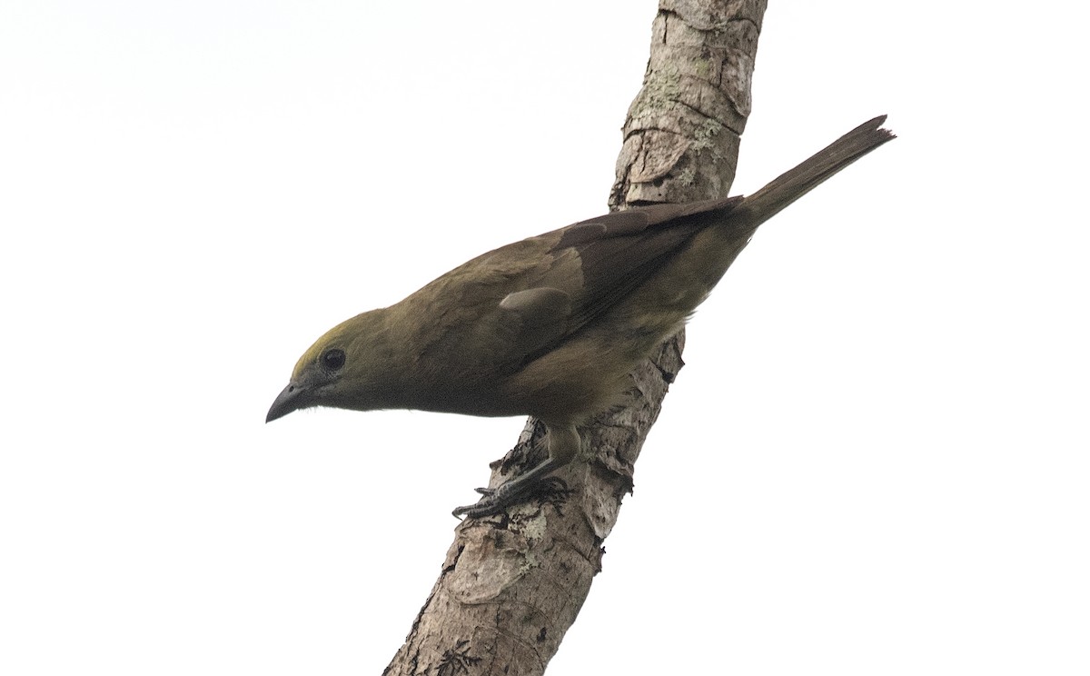 Tangara des palmiers - ML646632439