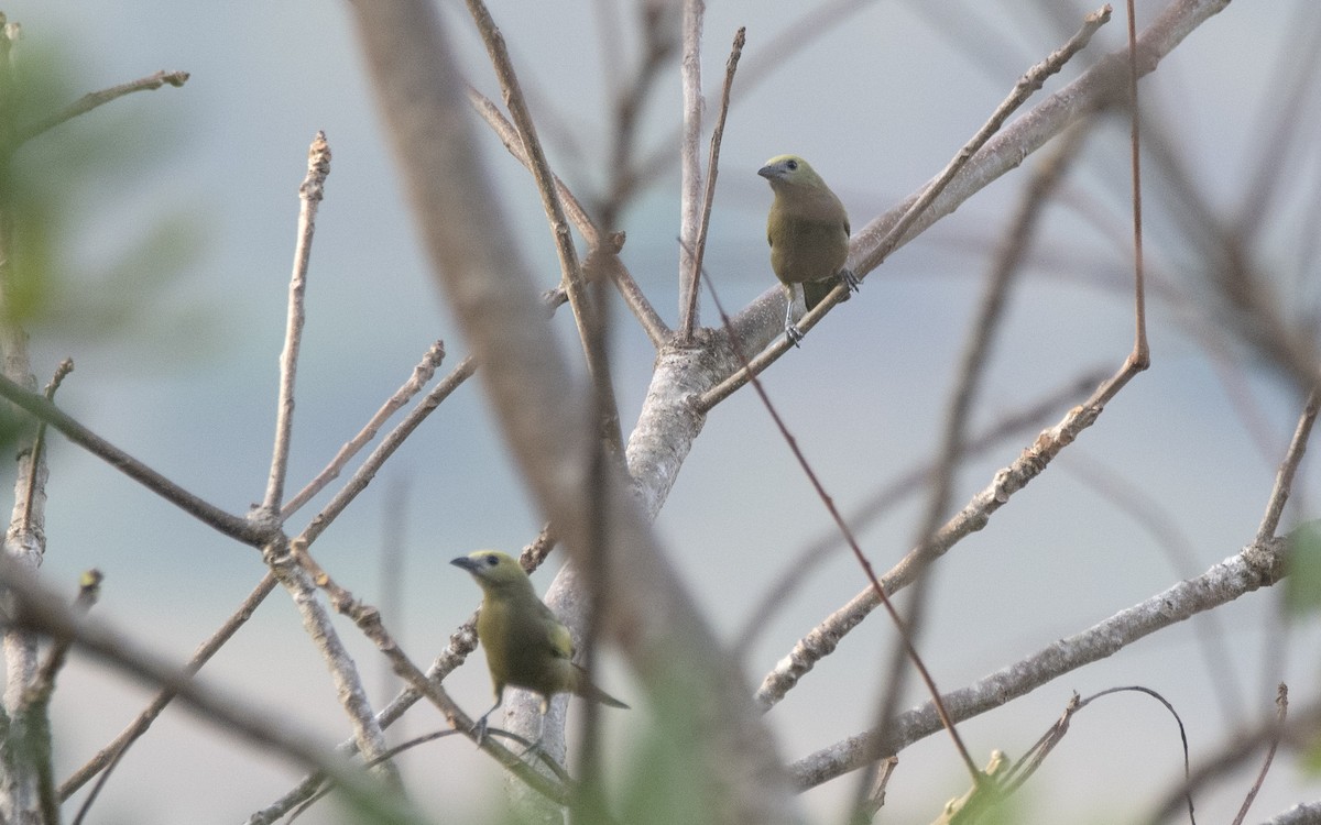 Tangara des palmiers - ML646632440