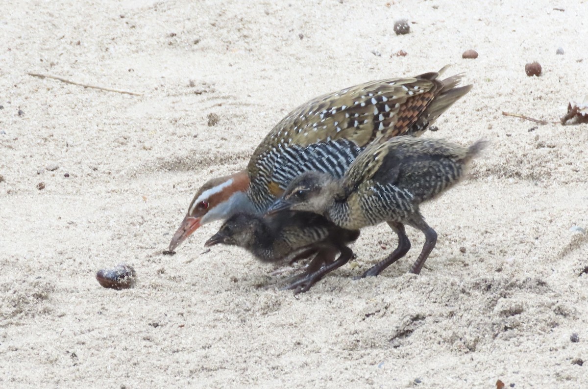 Buff-banded Rail - ML646632442
