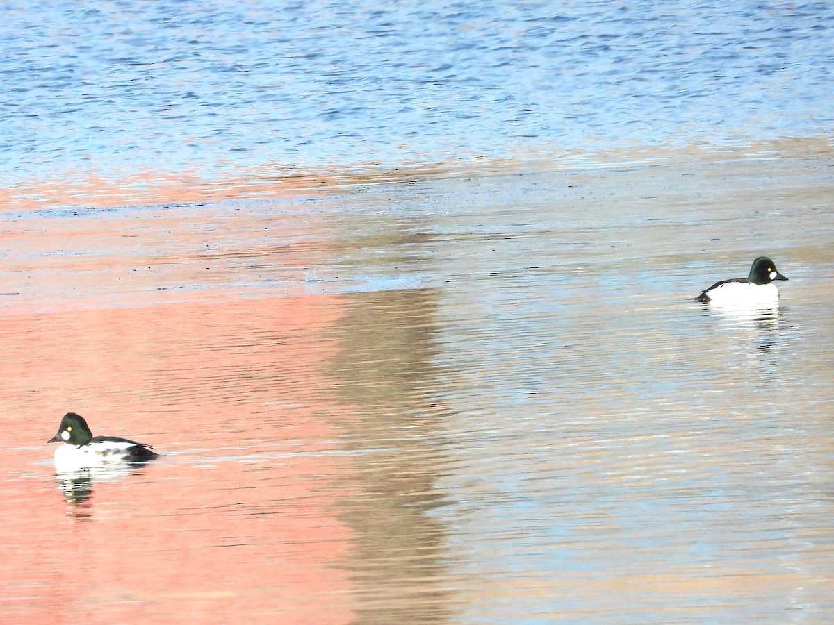 Murgilari urrebegia - ML646632443