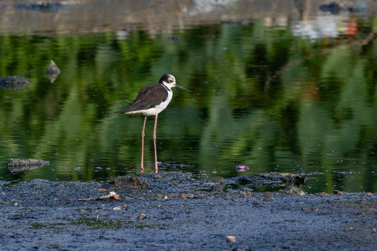 Black-necked Stilt (White-backed) - ML646632444