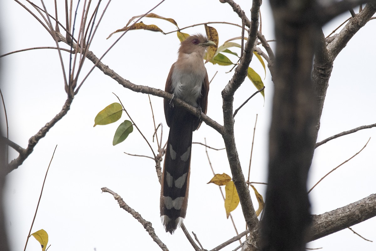 Common Squirrel-Cuckoo - ML646632452